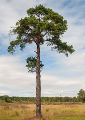 Fototapeta na wymiar Pine tree standing all alone tall up to the sky