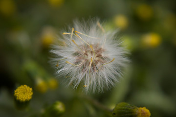 fases del diente de león 2