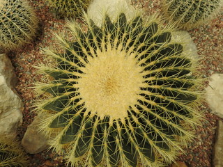 Cacti close-up