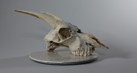 Skull on a lazy susan with white background