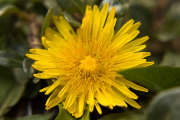 fases del diente de león