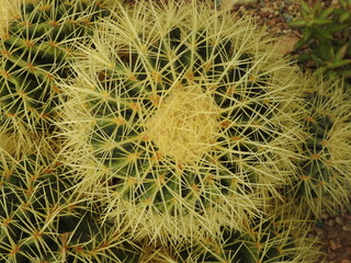 Cacti close-up