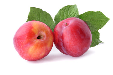 Two red plums with a sprig isolated on a white