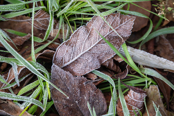 A full frame photograph of frozen leaves and grass