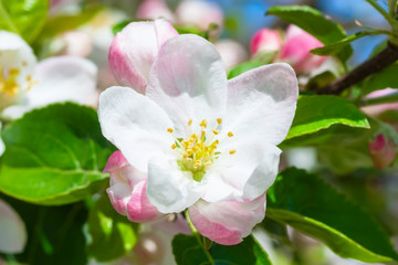 Flowers and flower buds on the apple tree .