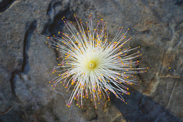 Powder puff flower of the Fairy Duster Calliandra tree in Tahiti, French Polynesia