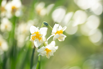 満開のスイセン
