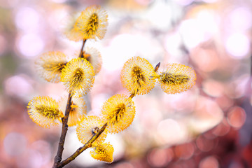 Beautiful willow flowers fresh spring morning on soft pink background, macro. Elegant amazing artistic image. Easter palm sunday holiday. Flowering pussy willow on natural blurred background