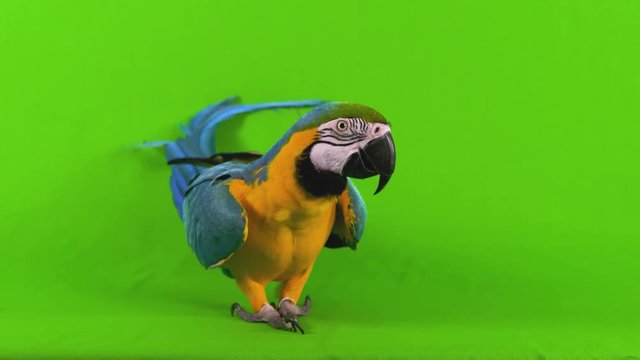 Full body medium wide shot of a sneaky blue macaw parrot sidestepping across a green screen background