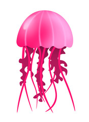 a pink jellyfish isolated on white background © samuel jörg