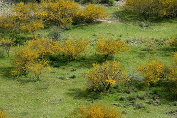 AROMO ESPINILLO Acacia caven
