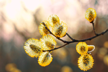Beautiful pussy willow flowers branches. Easter palm sunday holiday. Amazing elegant artistic image nature in spring, willow flowers. Flowering pussy willow on natural blurred background, macro.
