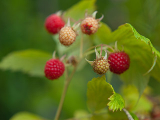 Raspberries - delicious sweet aromatic and sour red berry fruit on the branch. An abundance of produce - Bush in the vegetable and fruit forest garden. 