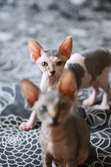 kittens canadian sphinx hairless cats play. cat lovers, little cats