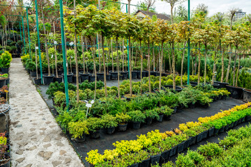 Garden shop. A row of plants for landscape design