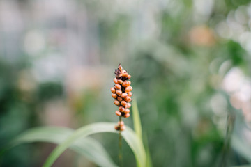 Botanischer Garten Greifswald