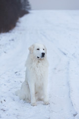Gorgeous maremmano-abruzzesse sheepdog sitting on the snow in the field in winter