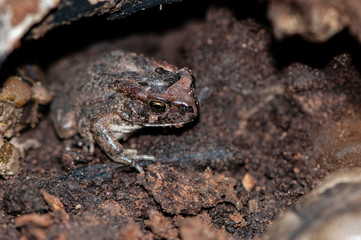 frog