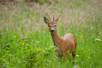 deer in the forest
