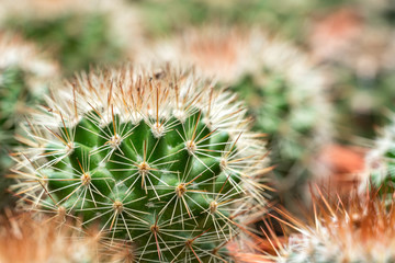 Cactus