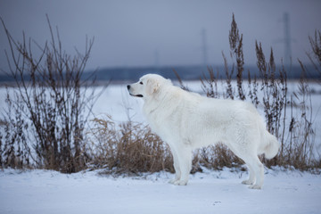 Fototapeta na wymiar Beautiful maremmano-abruzzesse sheepdog standing on the snow in the field in winter