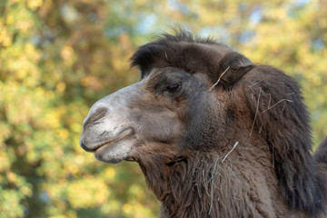 closeup of a head of a camel