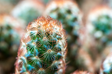 Cactus