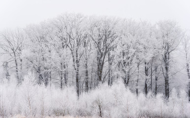 winter landscape with trees