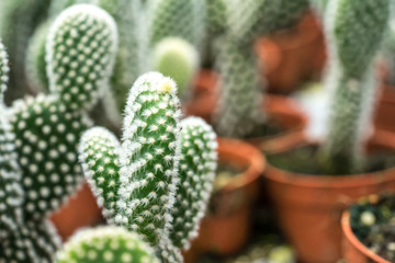 Cactus