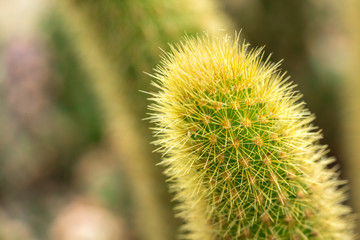 Cactus