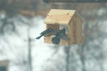 Feeding bird in winter