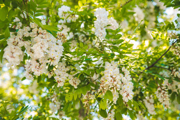 branch of blooming acacia