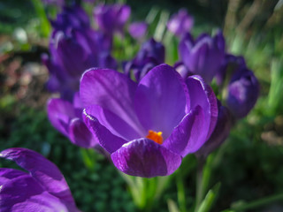Soft selective focus of close-up purple Ruby Giant Crocus on a sunny spring day. Delicate spring format for any nature concept for design