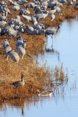 Common Cranes on field at the lake