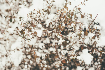 Closeup of the bush branches in snow
