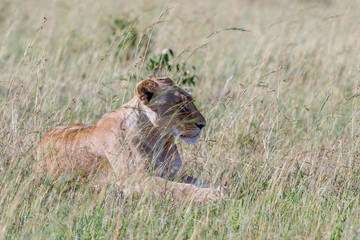 Wild Lioness lying down in the grass at the savanna