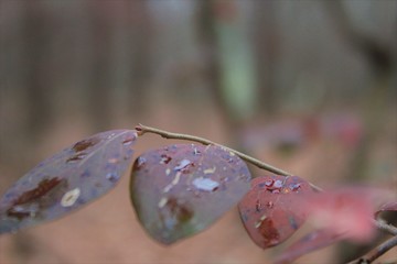 gota