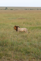 Male Lion at standing in the grass at the savannah