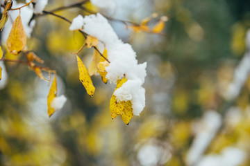 Yellow leaves in the snow, selective focus