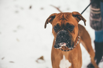 Closeup of brown boxer in snow