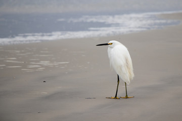 Snowy Egret standing on the shore at the beach
