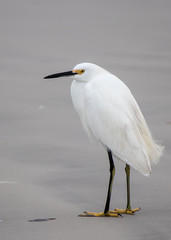 Snowy Egret standing on the shore at the beach