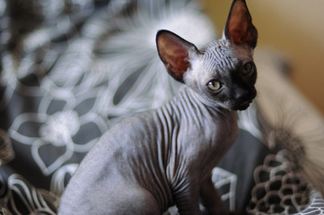 portrait of a beautiful black canadian sphinx cat, bald young cat kitten