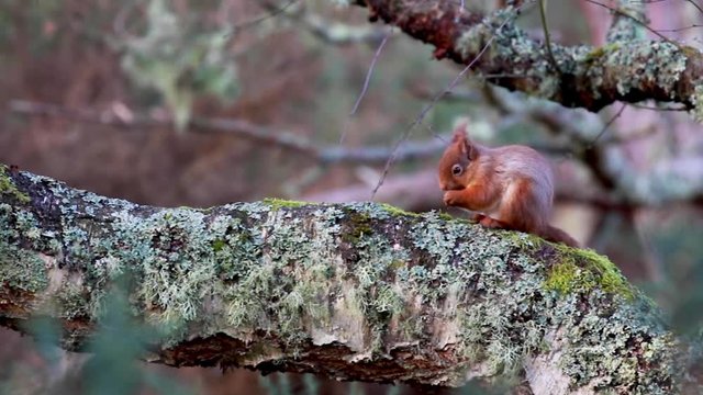 red Squirrels, Sciurus vulgaris, running, jumping and eating nuts on snow and frost covered ground and birch branch during January in Scotland.