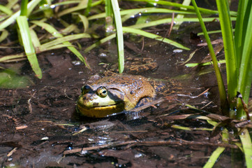 Frog Close-up