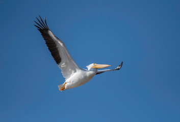 Pelican in Red River