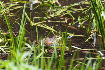 Frog in Grass