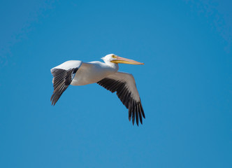 Pelican in flight