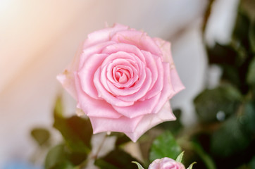 Pink roses in the morning garden.Dark green tone.Do not focus on objects.