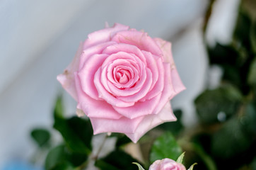 Pink roses in the morning garden.Dark green tone.Do not focus on objects.